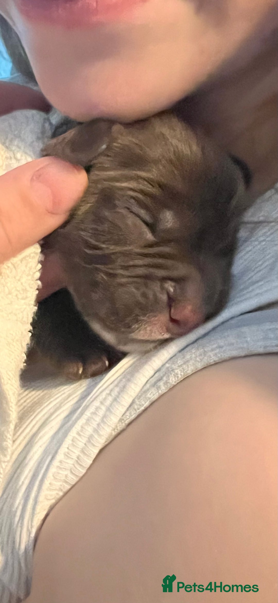 Sprocker dogs for sale: Beautiful Liver/Chocolate & White Sprocker Puppies - Image 7