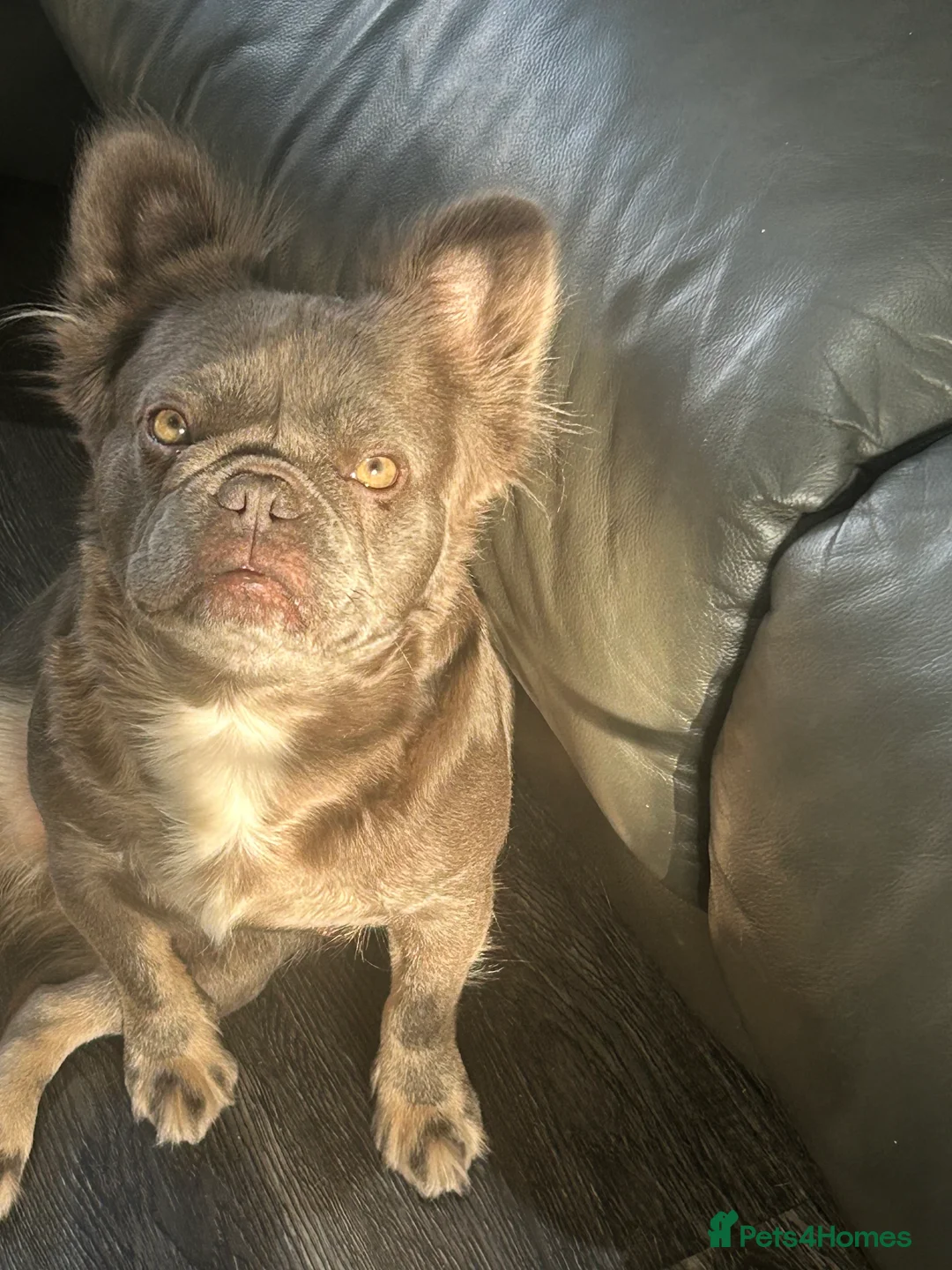 French Bulldog dogs for sale: Fluffy French bulldogs  ** s carrying pink - Advert 4