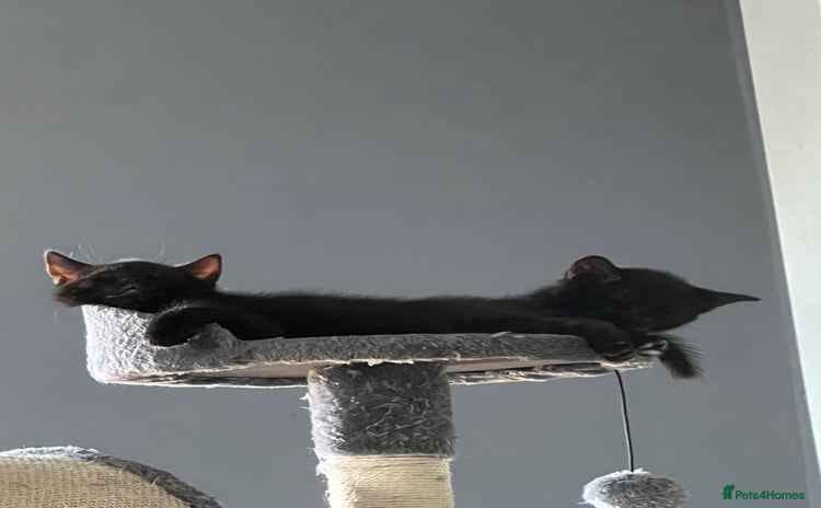 Mixed Breed cats - Advert 15