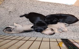 Pug dogs for sale: 8 week old microchip Pug Puppies  - Image 4