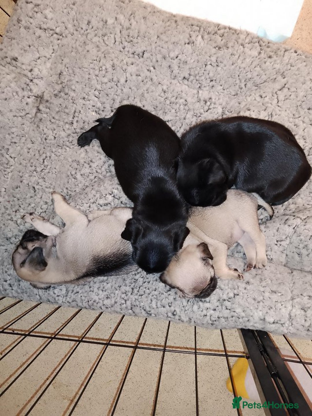 Pug dogs for sale: 8 week old microchip Pug Puppies  - Image 4