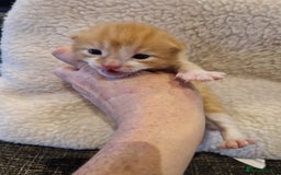 Mixed Breed cats for sale: Update! Beautiful litter of kittens 2 kitten left - Image 22