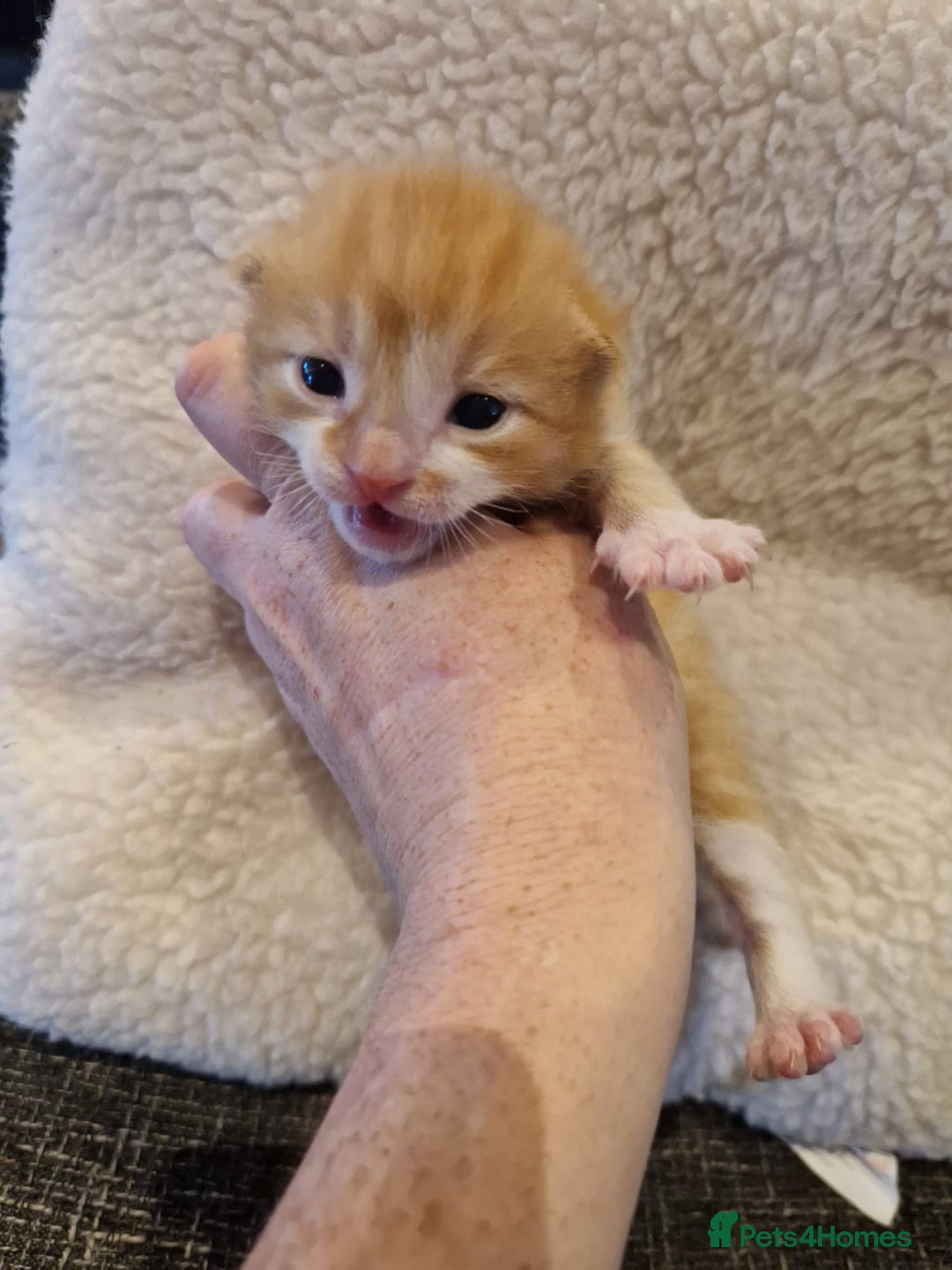 Mixed Breed cats for sale: Update! Beautiful litter of kittens 2 kitten left - Image 22