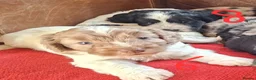Cockapoo dogs for sale: F1 Cockapoo Pups  - Advert 2