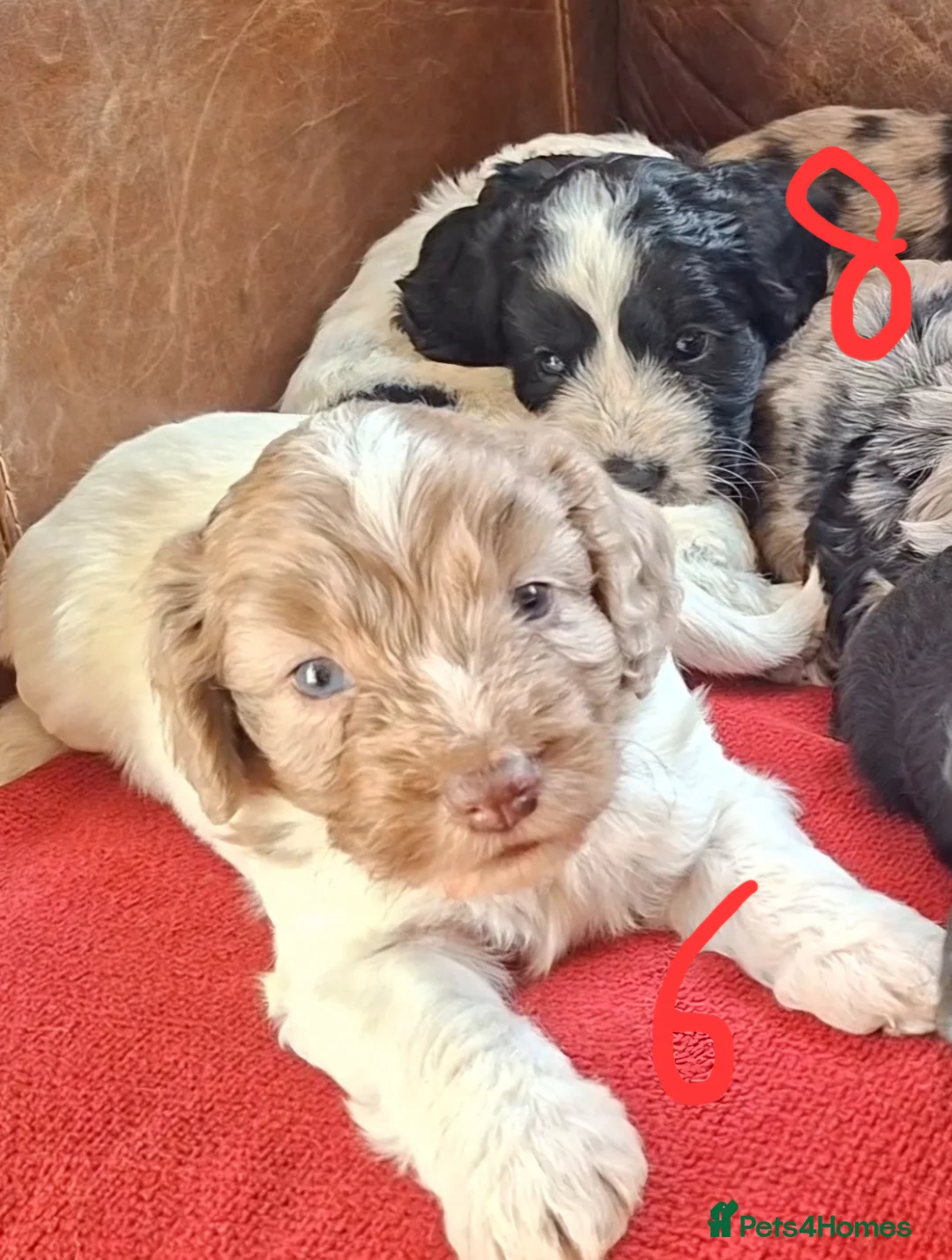 Cockapoo dogs for sale: F1 Cockapoo Pups  - Advert 2