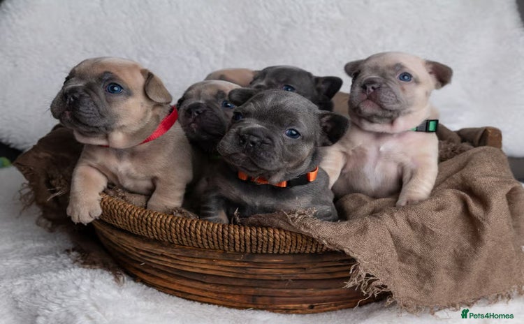French Bulldog dogs - Advert 1