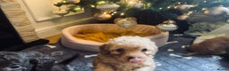 Cockapoo dogs for sale: Beautiful Cockapoos ready now🩷🩵🩷 - Advert 13