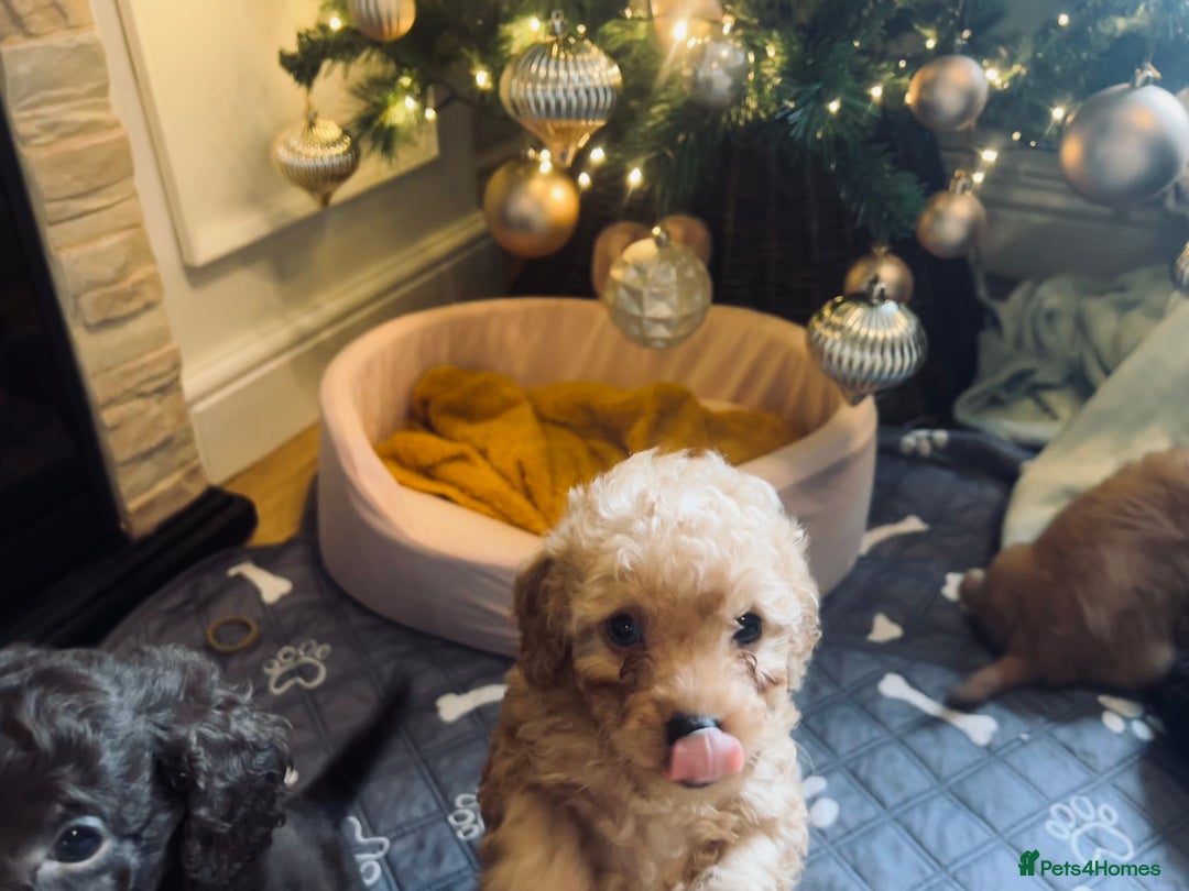 Cockapoo dogs for sale: Cockapoos ready 22.11 1 boy and 2 girls left💙🩷🩷 - Advert 13