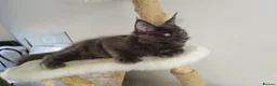 Maine Coon cats for sale: TICA MC kitten waiting for his forever home - Advert 18