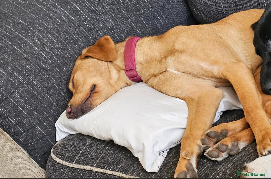 Labrador Retriever dogs for sale: Stunning 14 month old labby bitch - Advert 1