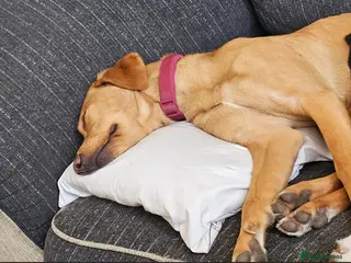 Labrador Retriever dogs Stunning 14 month old labby bitch - Advert 1