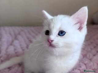 Ragdoll cats Beautiful White Female Kitten - Advert 1