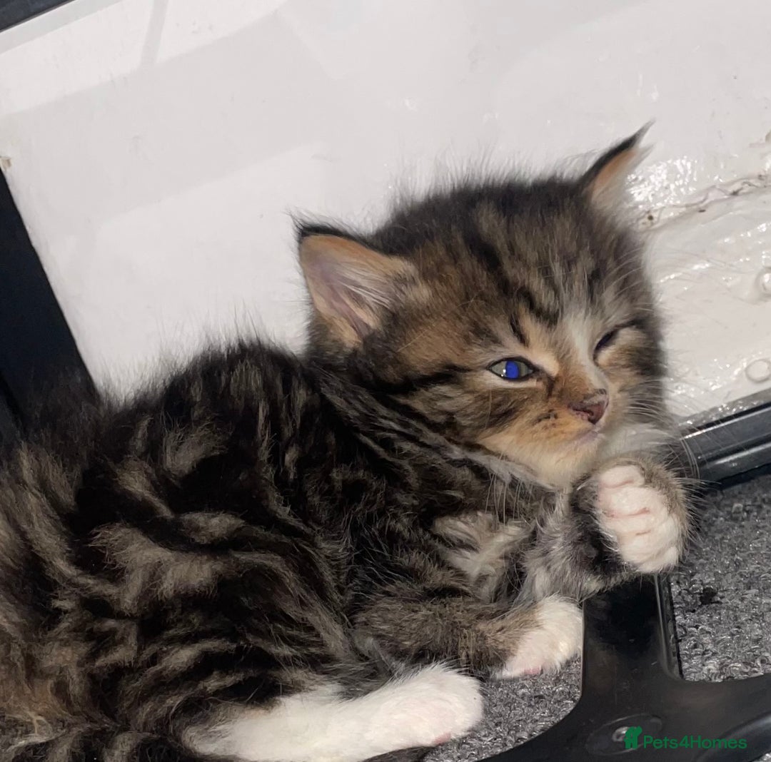 Siberian cats for sale: Kittens for sale bradford - Advert 4