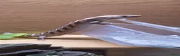 Skink reptiles for sale: Northern blue tongued skink in Sheffield - Advert 4