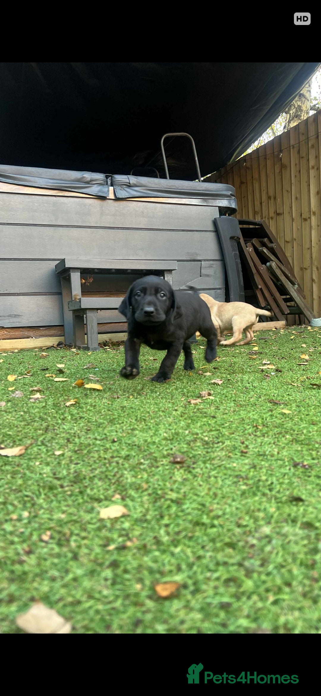 Labrador Retriever dogs for sale: Beautiful Labradors. Ready to go! - Advert 15