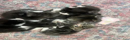 Ragdoll cats for sale: Beautiful Maine Coon × Ragdoll Kittens  - Advert 12