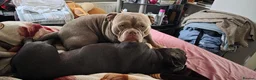 American Bully dogs for stud: American bully  in Reading - Advert 2