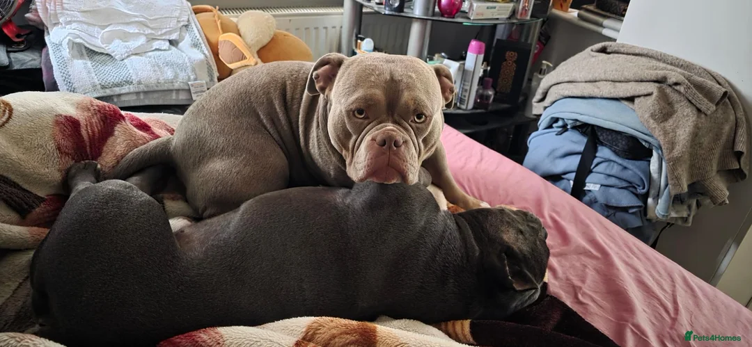 American Bully dogs for stud: American bully  in Reading - Advert 2