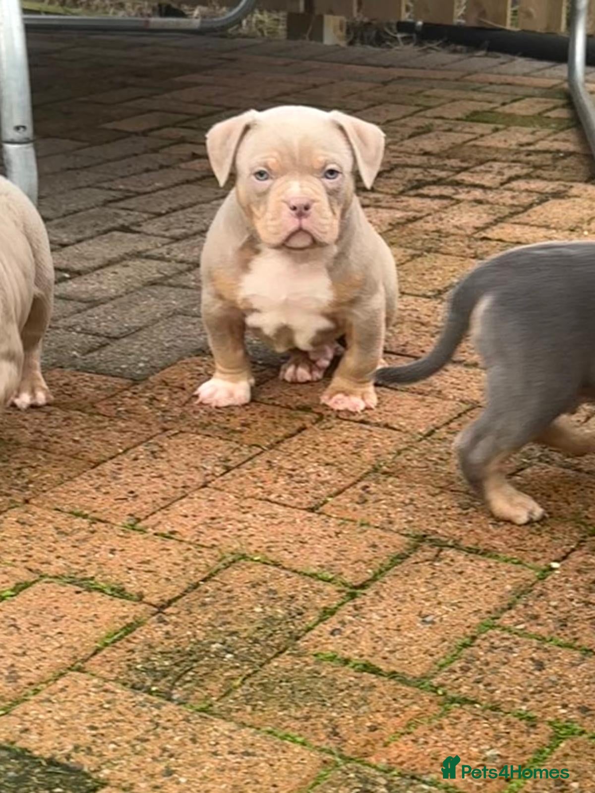 American Bully dogs  Kc registered Pocket bully pups - Advert 1
