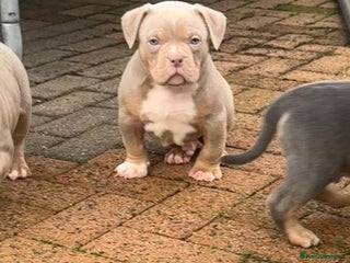 American Bully dogs Kc registered Pocket bully pups - Advert 1