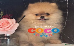 Pomeranian dogs for stud: 🎃EXPERIENCED👑KING ZIGGY & PRINCE COCO🏆STUD Boys in Bedford - Image 25