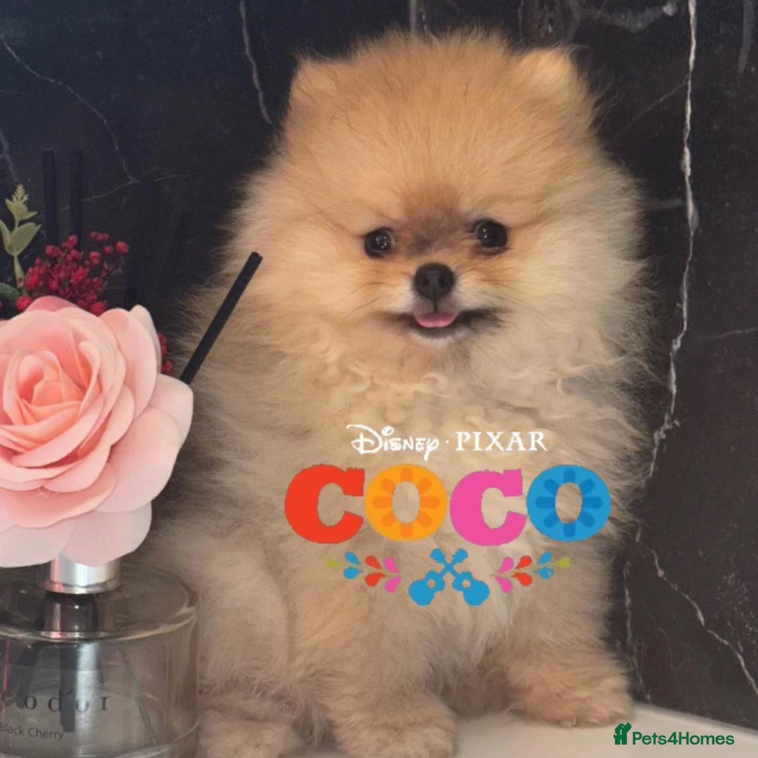 Pomeranian dogs for stud: 🎃EXPERIENCED👑KING ZIGGY & PRINCE COCO🏆STUD Boys in Bedford - Image 25