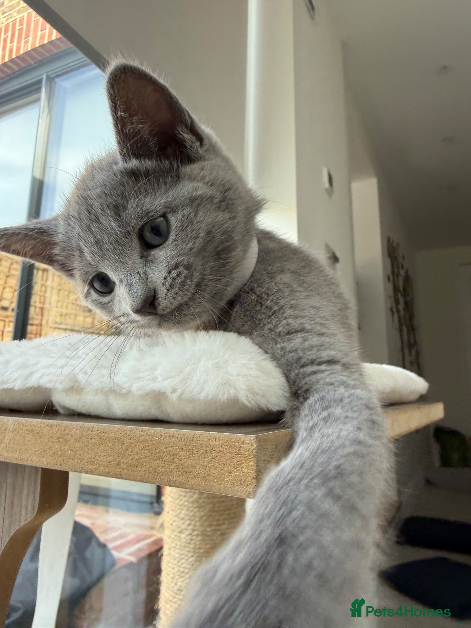 Russian Blue cats for sale: Pure Russian blue kittens with emerald green eyes! in London - Advert 6