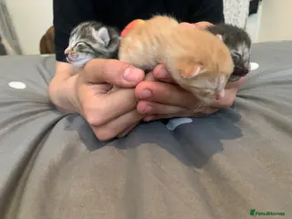 Mixed Breed cats beautiful ginger mixed kittens - Advert 5
