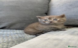 British Shorthair cats for sale: Beautiful silver smoked female British shorthair - Advert 1