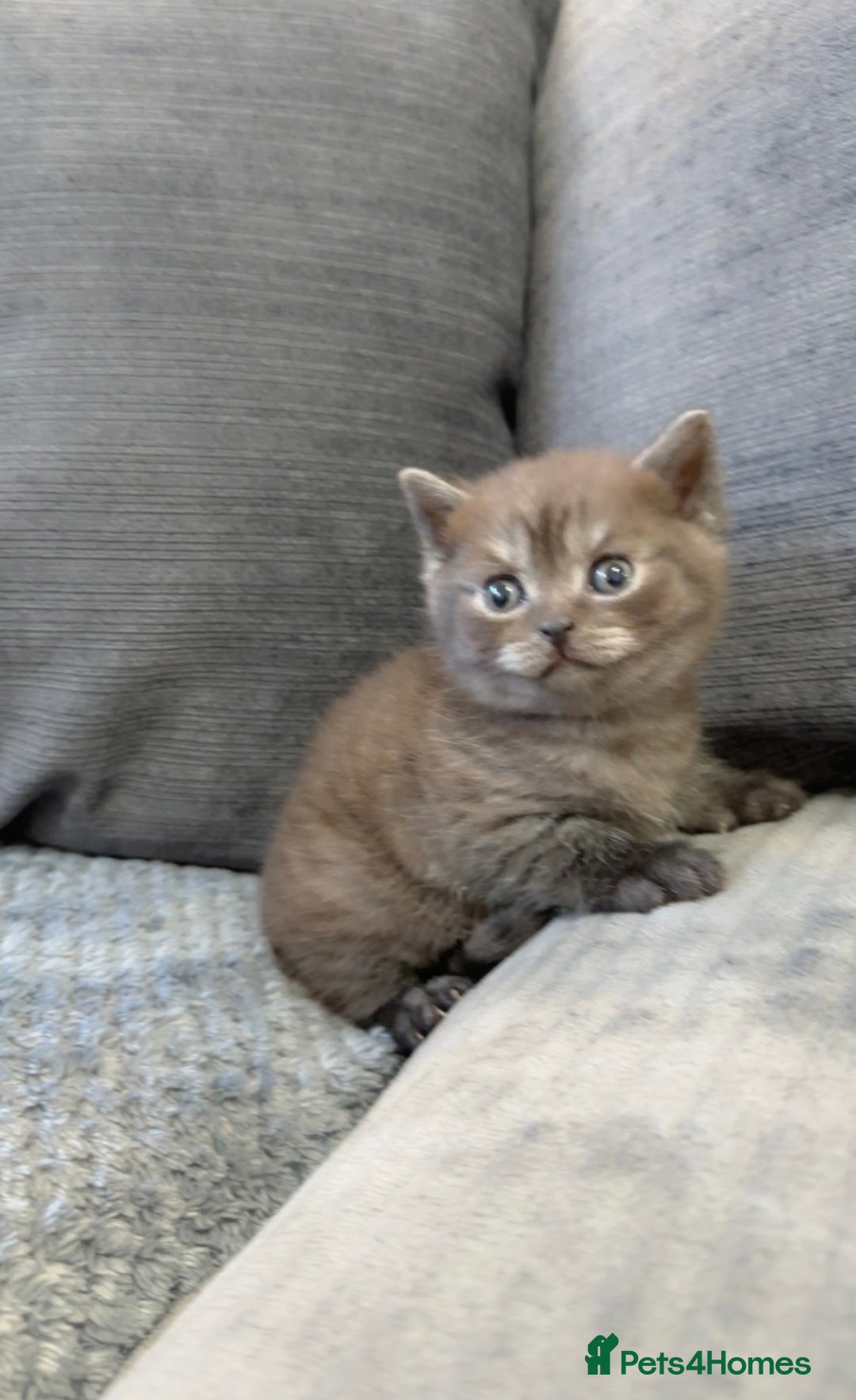 British Shorthair cats for sale: Beautiful silver smoked female British shorthair - Advert 1