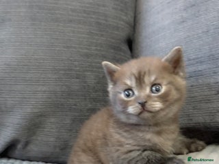 British Shorthair cats Beautiful silver smoked female British shorthair - Advert 1