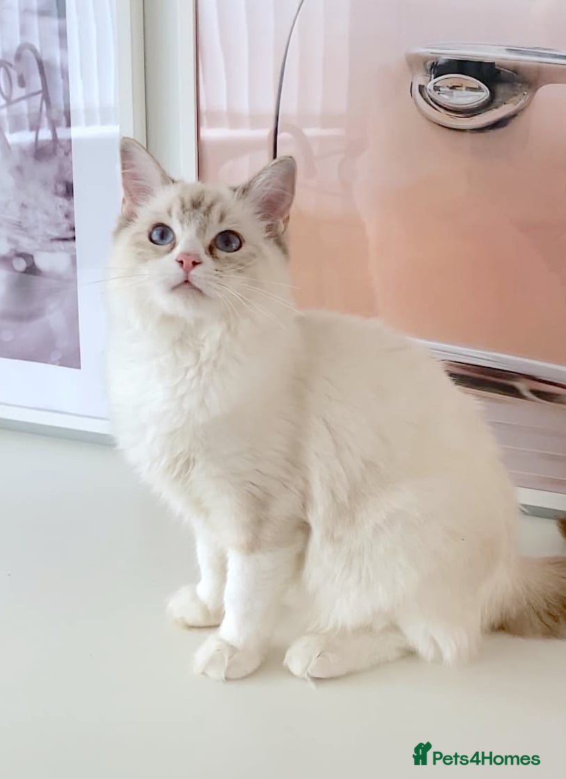 Ragdoll cats GCCF ACTIVE (FOR BREEDING) SEAL BICOLOUR FEMALE - Advert 8