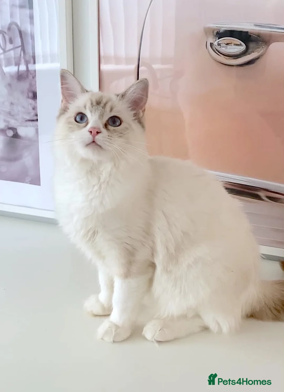 Ragdoll cats for sale: GCCF ACTIVE (FOR BREEDING) SEAL BICOLOUR FEMALE - Advert 1