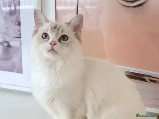 Ragdoll cats GCCF ACTIVE (FOR BREEDING) SEAL BICOLOUR FEMALE - Advert 8