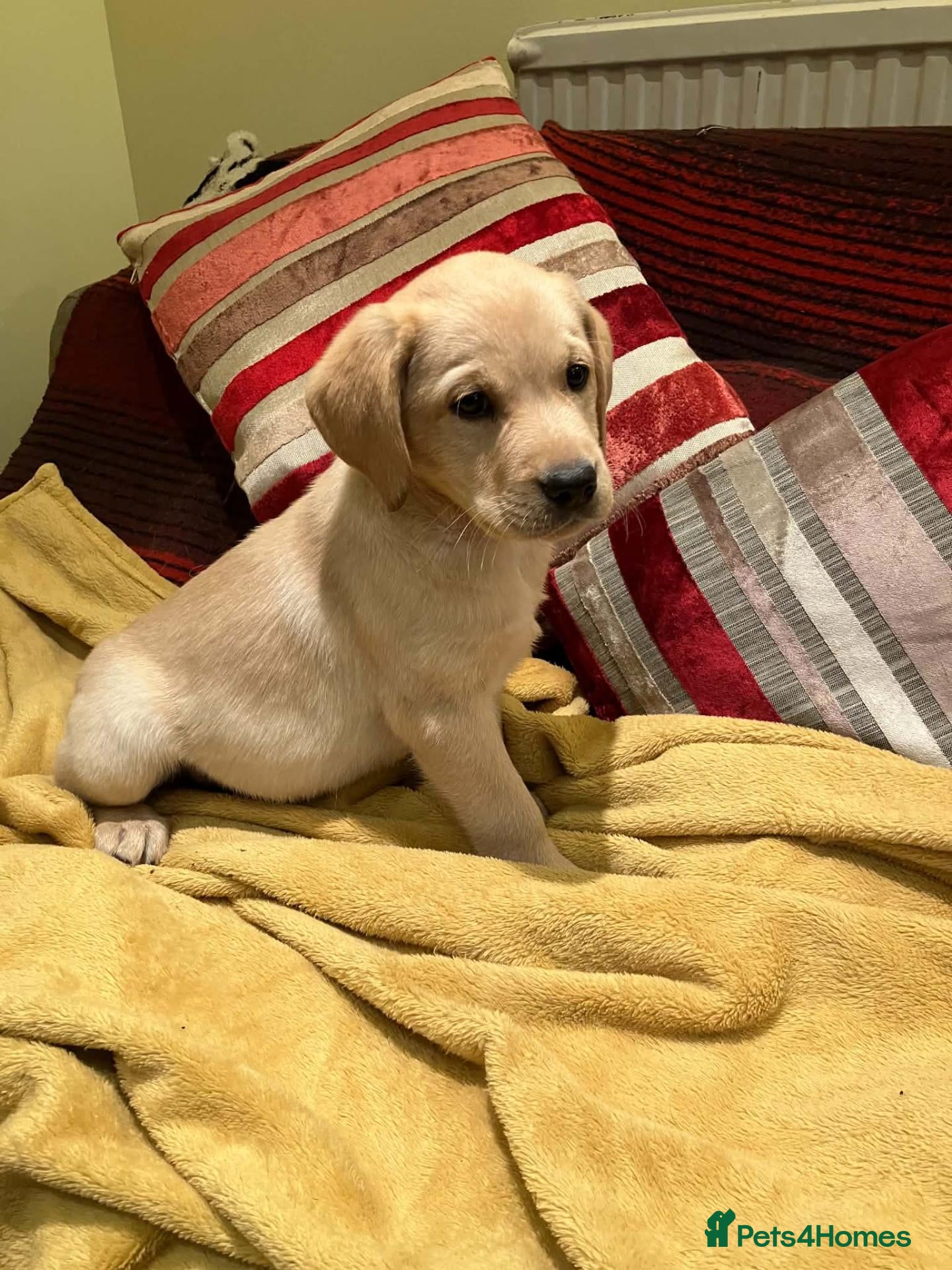 Labrador Retriever dogs Handsome Yellow Labrador dog puppy - Advert 5
