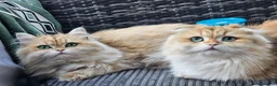 British Longhair cats for sale: British Longhaired Cats and Scottish Fold Cats in London - Advert 17