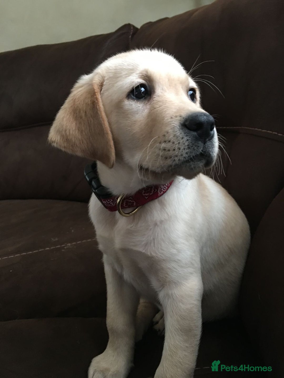 Labrador Retriever dogs for sale: Labrador Retriever  - Image 5