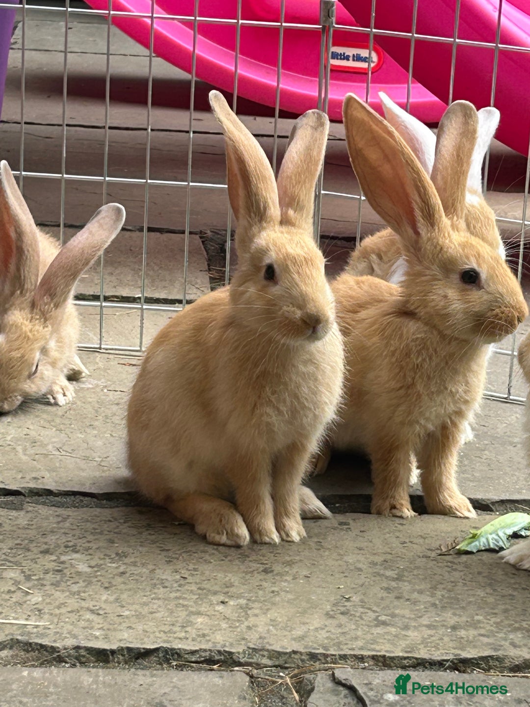 Continental Giant rabbits for sale: READY TO RESERVE - Continental Giant Litter  in Cleckheaton - Image 5