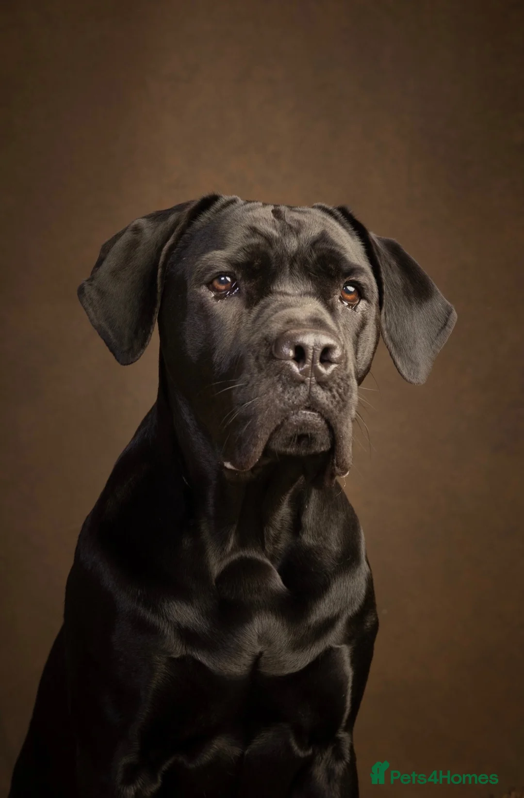 Cane Corso dogs for sale: Cane corso pups for sale - Advert 2