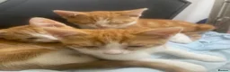 Mixed Breed cats for sale: 4 lovely mixed breed kittens for sale 😺 - Advert 4