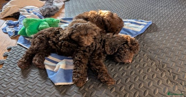 Labradoodle dogs - Advert 7