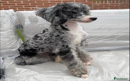 Cockapoo dogs for sale: Cockapoo puppies - Image 9