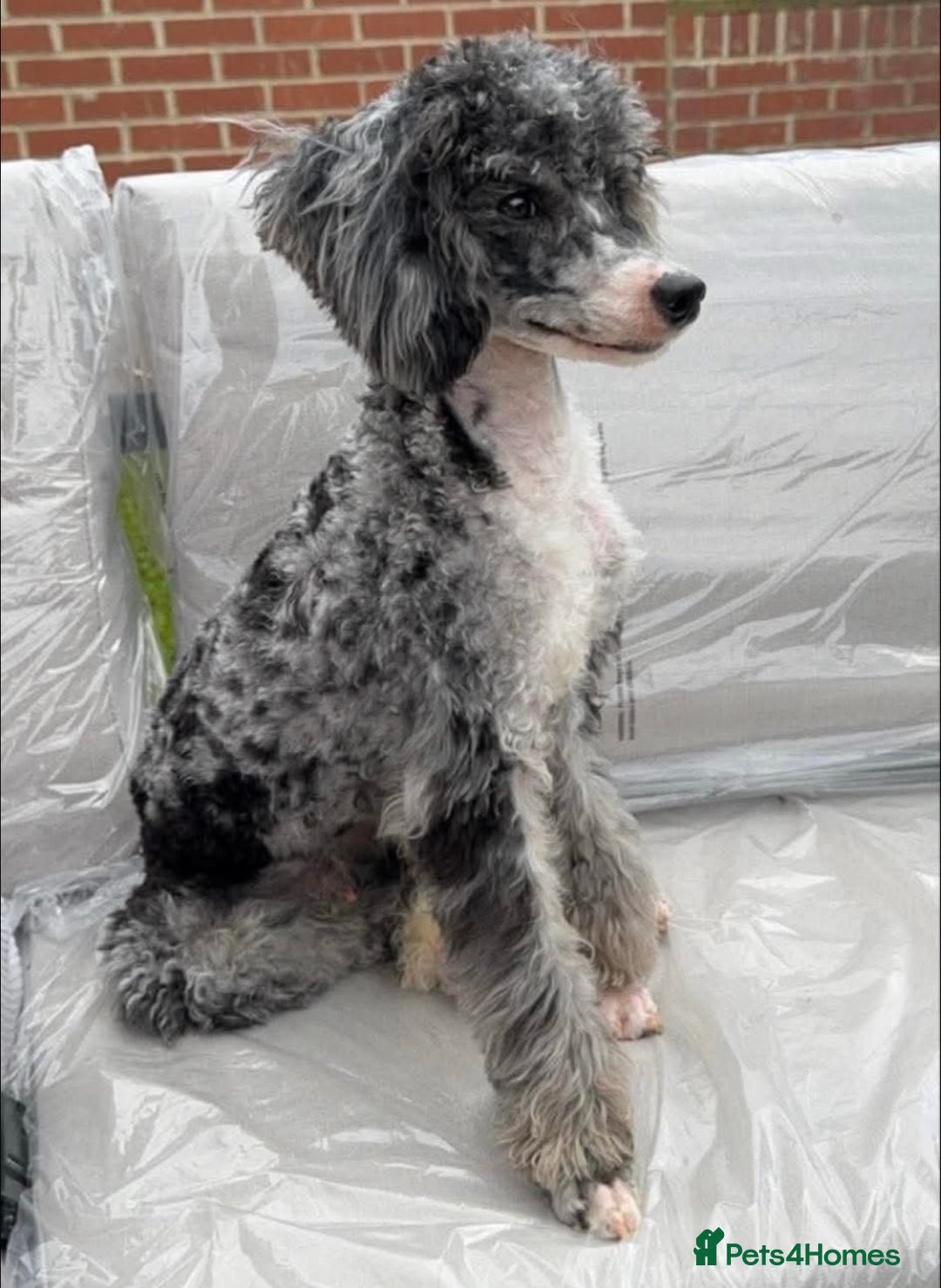 Cockapoo dogs for sale: Cockapoo puppies - Image 9