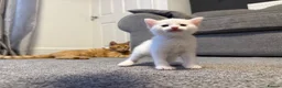 Mixed Breed cats for sale: ** 2 pure white females ** - Advert 3