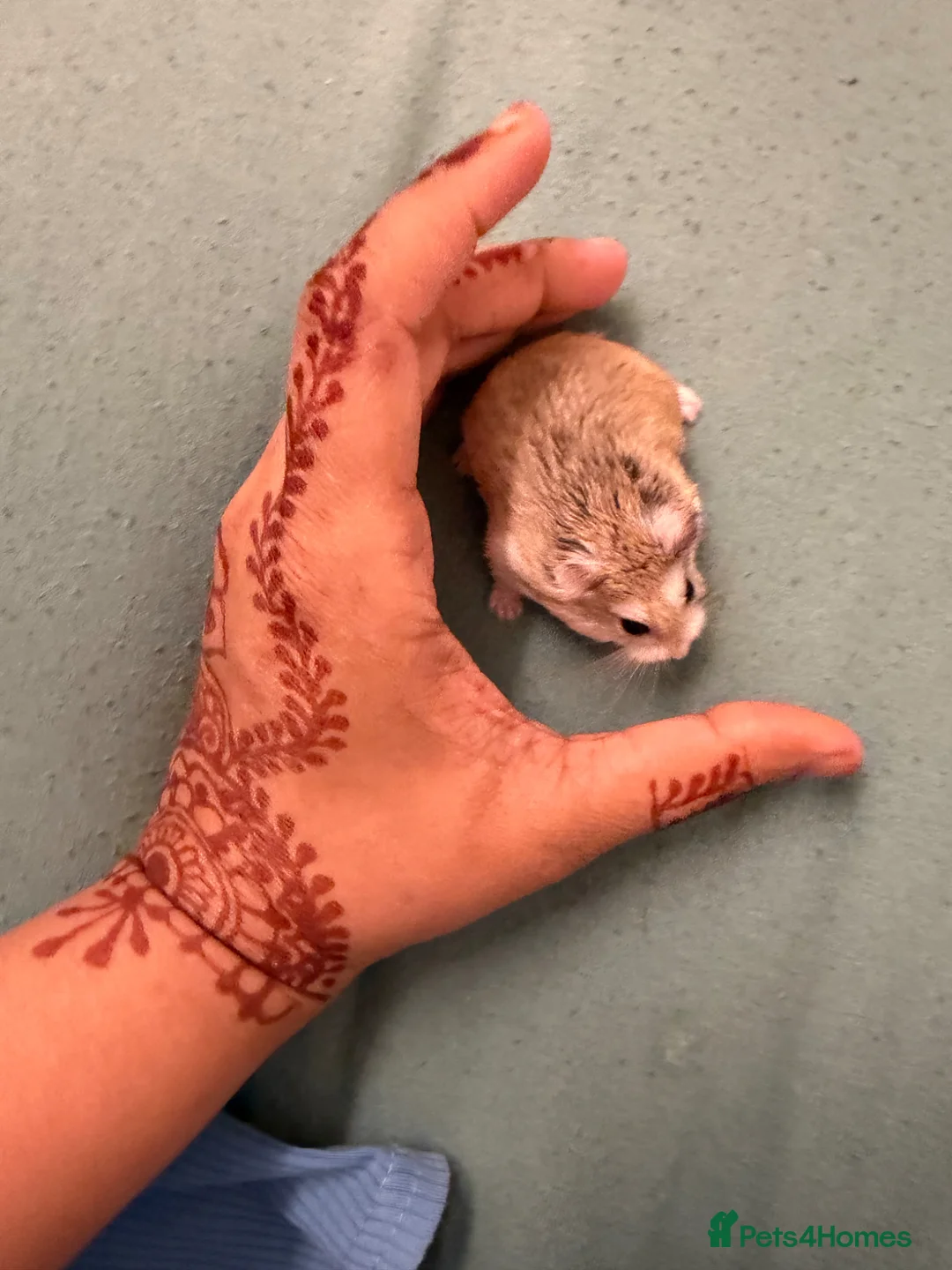 Hamster rodents for sale: Hamster with cage  - Advert 1