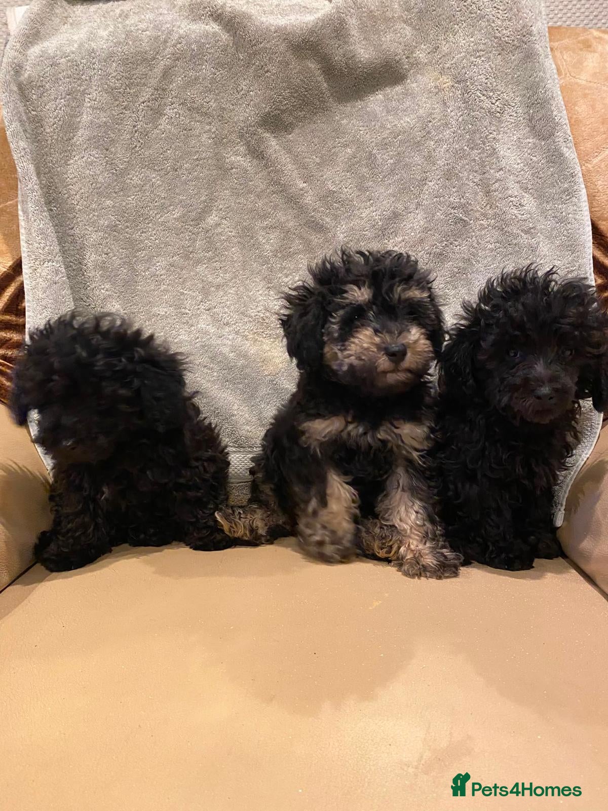 Toy Poodle dogs TOY POODLE GIRLS AND BOYS READ NOW  - Advert 18