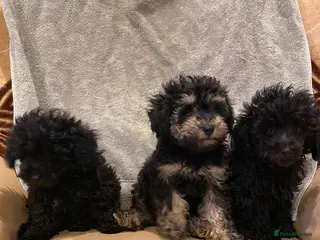 Toy Poodle dogs TOY POODLE GIRLS AND BOYS READ NOW - Advert 1