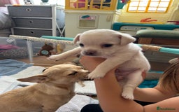 Chihuahua dogs for sale: Chilhuahua puppies  - Image 6