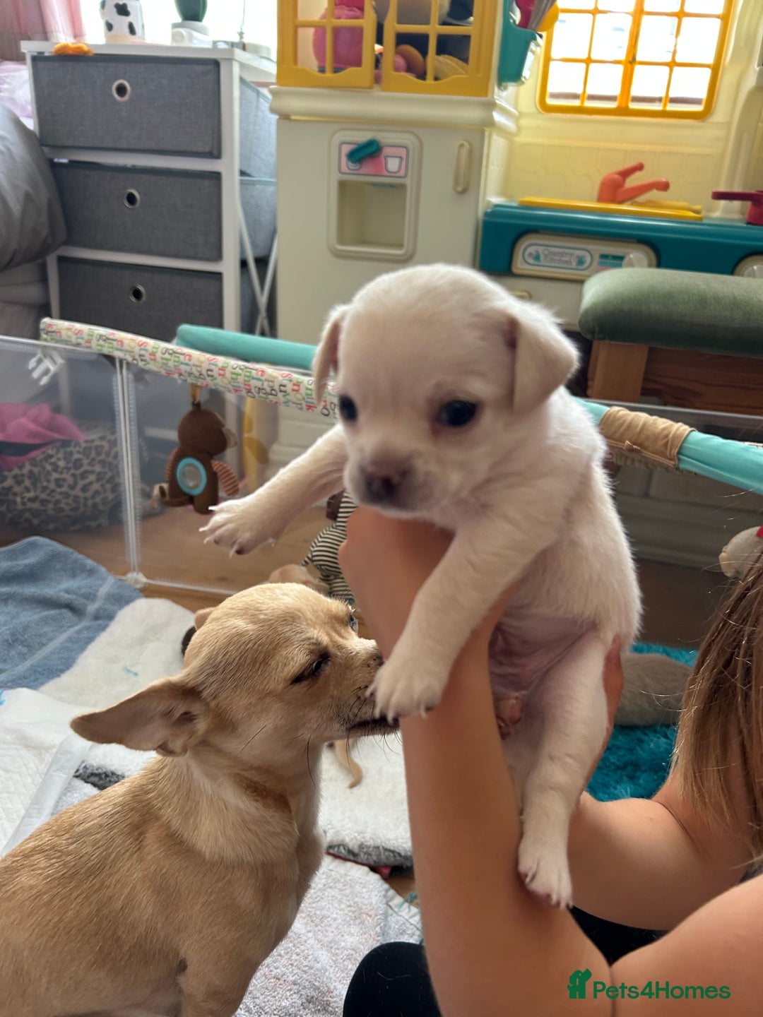 Chihuahua dogs for sale: Chilhuahua puppies  - Image 6