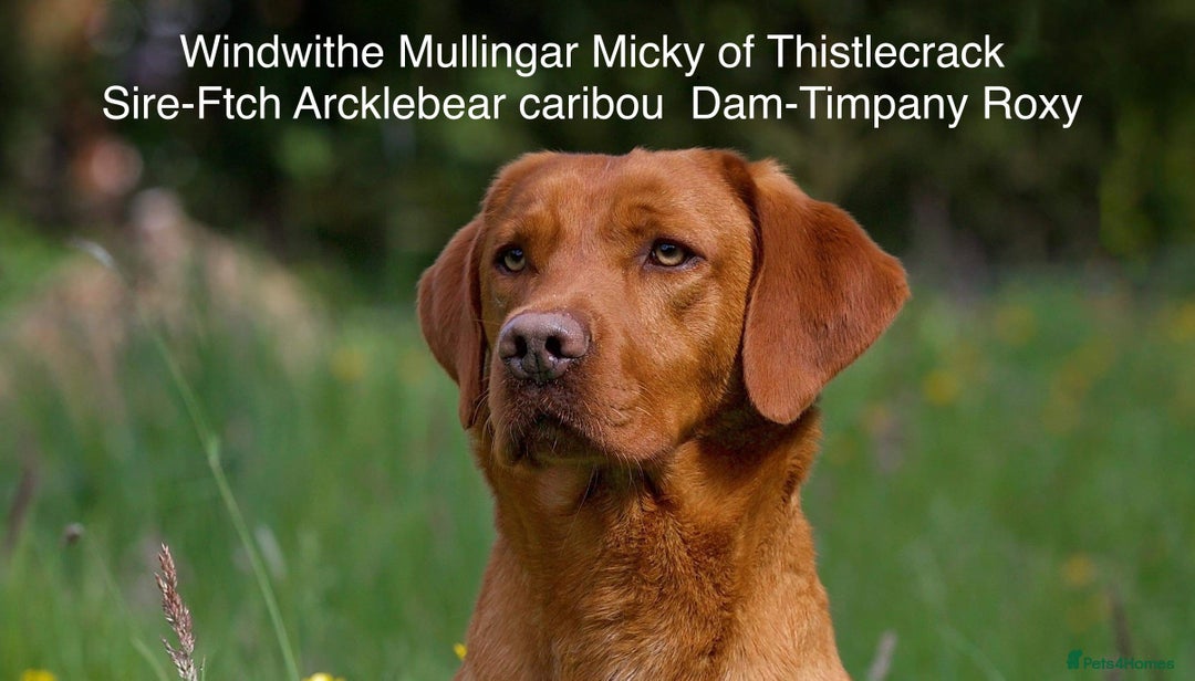 Labrador Retriever dogs for sale: Working Lab pups from 5⭐️ licensed breeders - Image 5